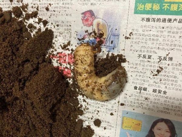 和孩子一起讀書,養昆蟲,認識大自然 和孩子一起讀書,養昆蟲,認識大自然