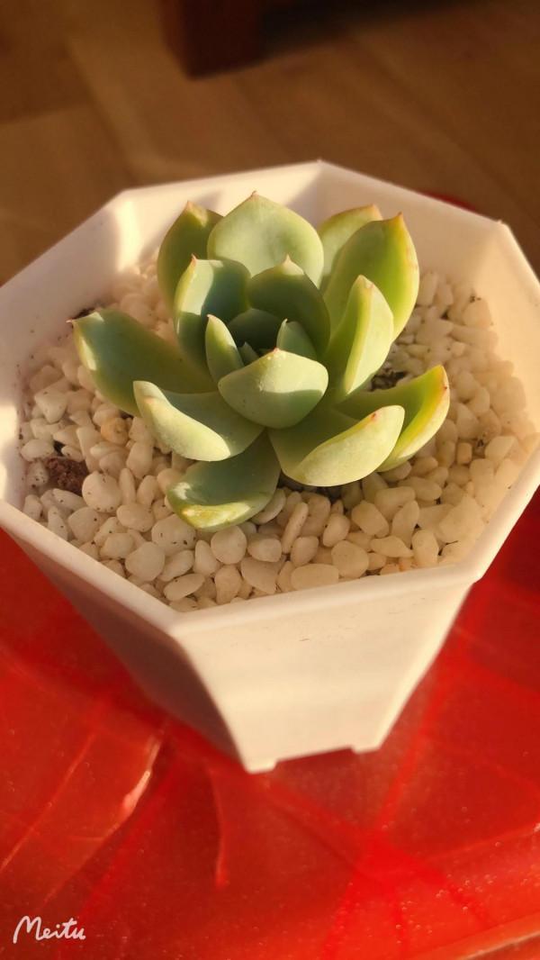 肉肉小白的苦惱