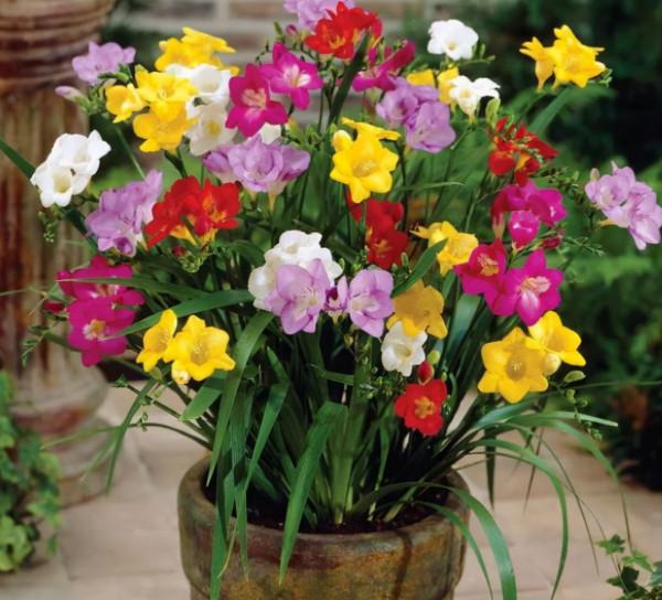 6種香味花卉,家裡養一盆,比噴了香水還好聞 6種香味花卉,家裡養一盆,比噴了香水還好聞