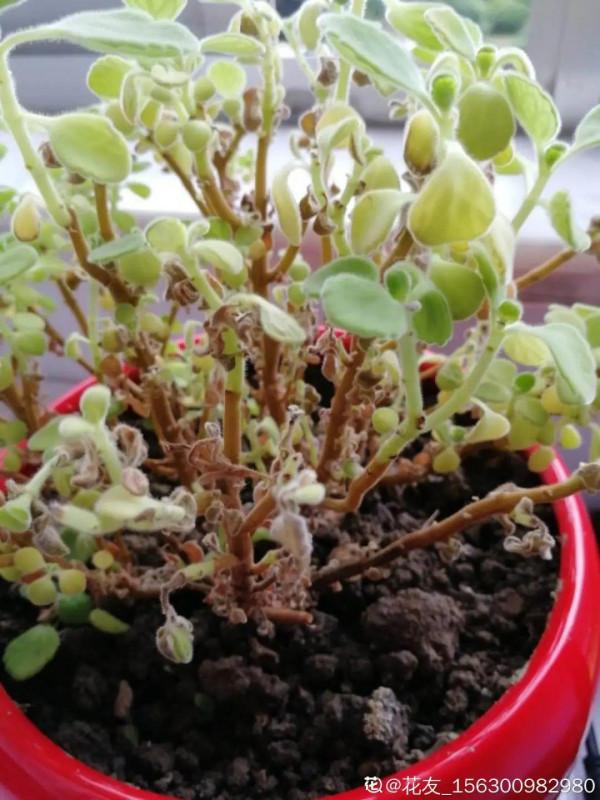 10種花，冬天別噴水，越噴越爛葉，變成光桿特醜