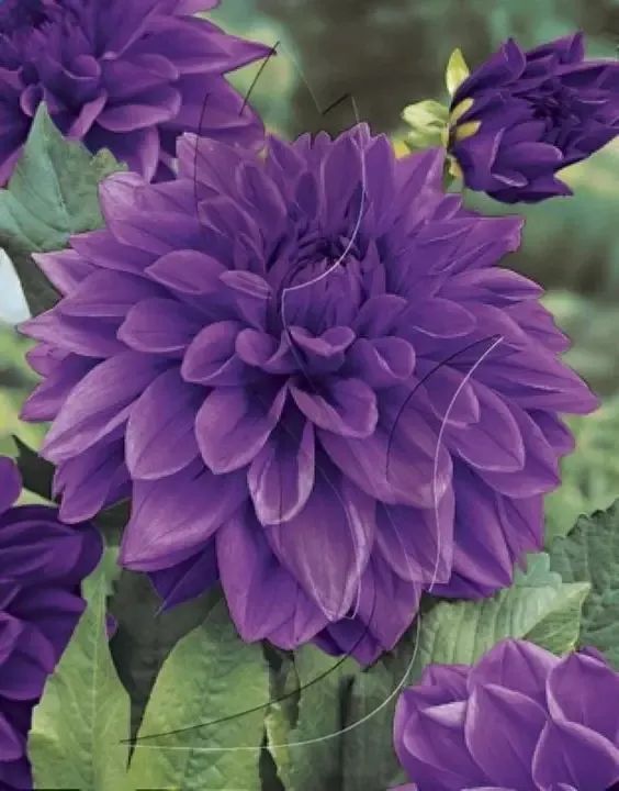 植庫‖豐富多彩的大麗花竟被冠為慘案之名？