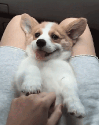 妹子養了一隻超萌的金毛寶寶,但幾個月後……怎麼變“哈士奇”了 妹子養了一隻超萌的金毛寶寶,但幾個月後……怎麼變“哈士奇”了