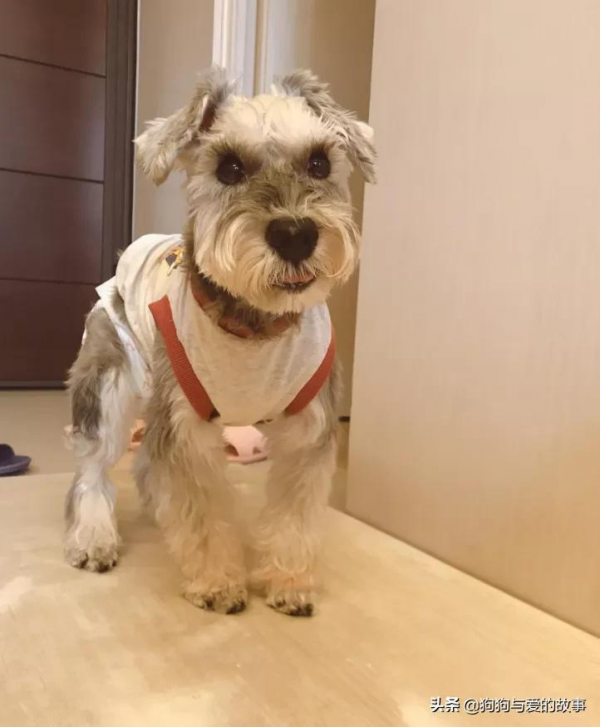 陪伴自己18年,主人將狗放在它最常躺的地方:它永遠會在我身邊 陪伴自己18年,主人將狗放在它最常躺的地方:它永遠會在我身邊