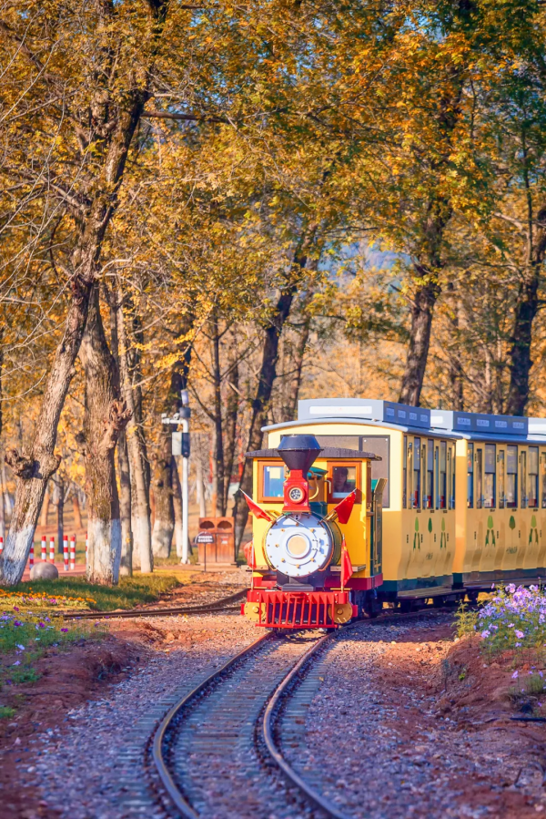 3萬株銀杏林把秋意渲染至極，第一眼就心動了