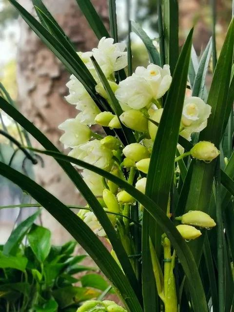 花有靈性“人養花一年,花養人一世”為自己為家人養棵健康美麗花 花有靈性“人養花一年,花養人一世”為自己為家人養棵健康美麗花