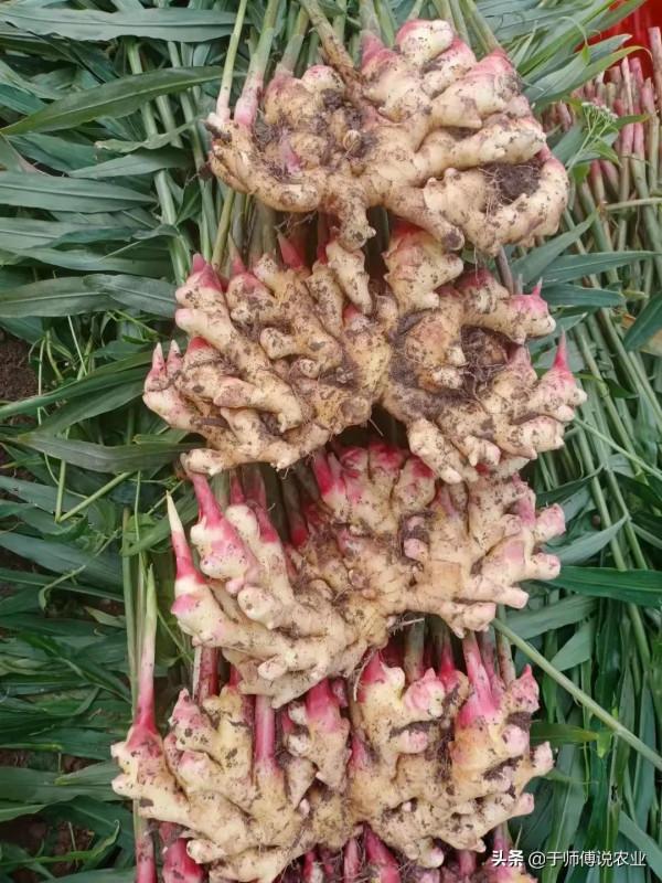 千萬不要錯誤的認為：今年生薑低谷，明年多種，是個翻身的好機會