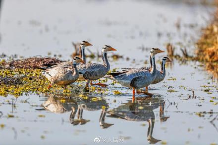 福建首次記錄到新鳥種斑頭雁 福建首次記錄到新鳥種斑頭雁