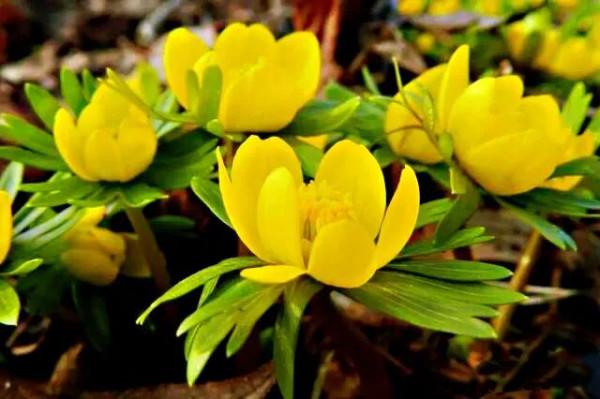 冬菟葵～頂生一朵黃花，花期冬季至早春