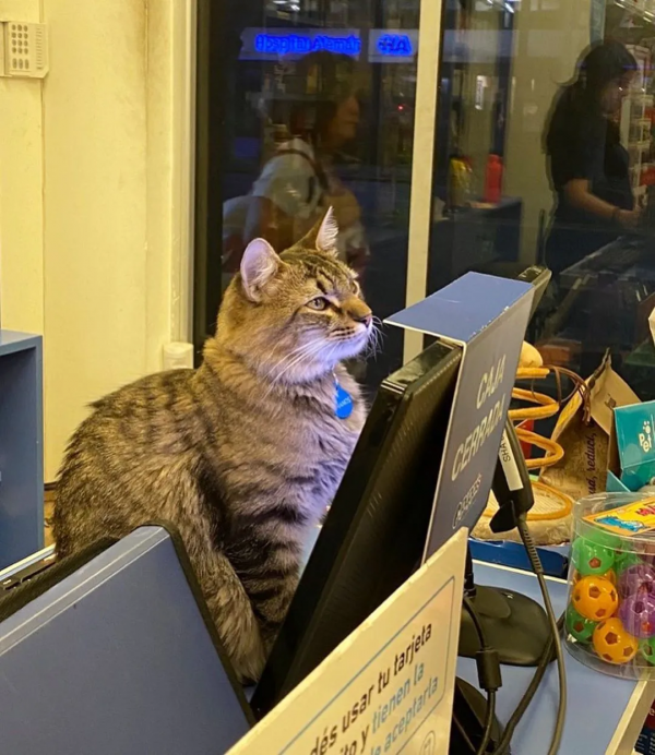 偶遇路中央喝水的流浪貓，大叔停車等候，畫面過暖