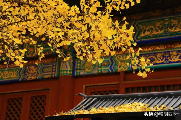 紅螺寺的秋,即使在陰霾的天氣,也是如此金黃燦爛 紅螺寺的秋,即使在陰霾的天氣,也是如此金黃燦爛