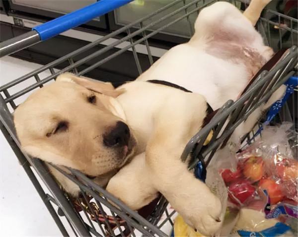 有種狗子，曾經是拉布拉多，後來變成了豬