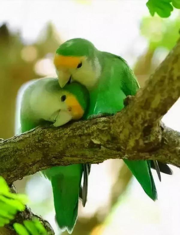 分享圖片心心相惜，不離不棄的鳥精靈