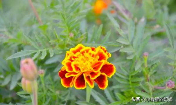 分享——孔雀草花