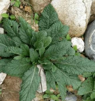 古人的浪漫:那些絕美的中藥名 古人的浪漫:那些絕美的中藥名