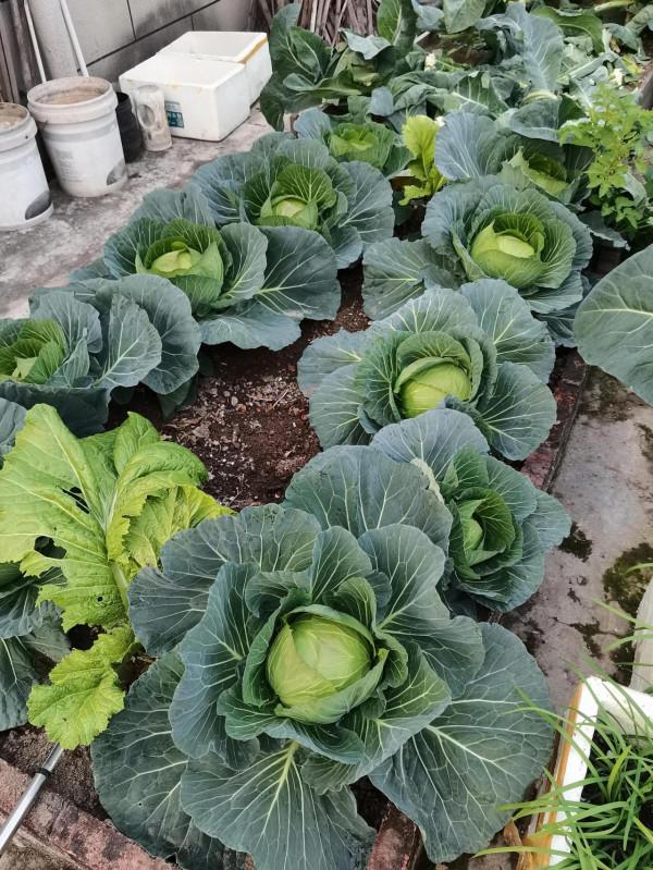 樓頂綠意盎然的蔬菜