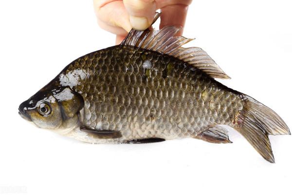 以前隨處都可見的“土鯽”，到底去哪了？還會不會回來？