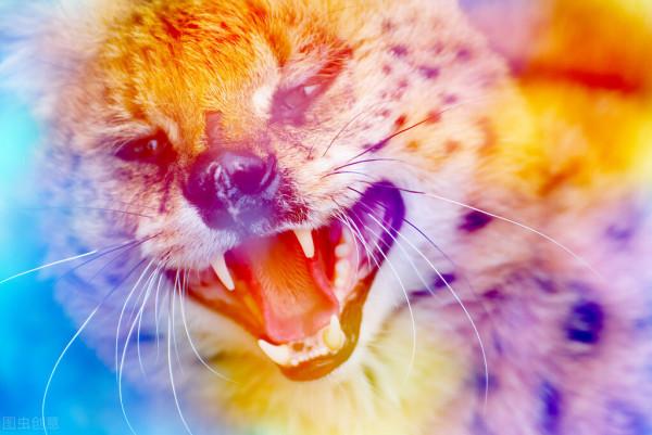 “扮豬吃老虎”,看似呆萌無害的4種動物,卻有著兇狠的一面 “扮豬吃老虎”,看似呆萌無害的4種動物,卻有著兇狠的一面