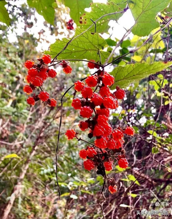這條被譽為“浙江西南第一嶺”的紅楓古道你去過嗎？
