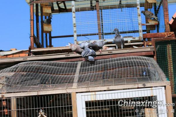 幼鴿專職保姆員