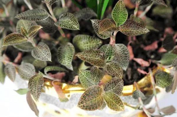 農村被稱為“藥王”的野草,你見過沒有? 農村被稱為“藥王”的野草,你見過沒有?