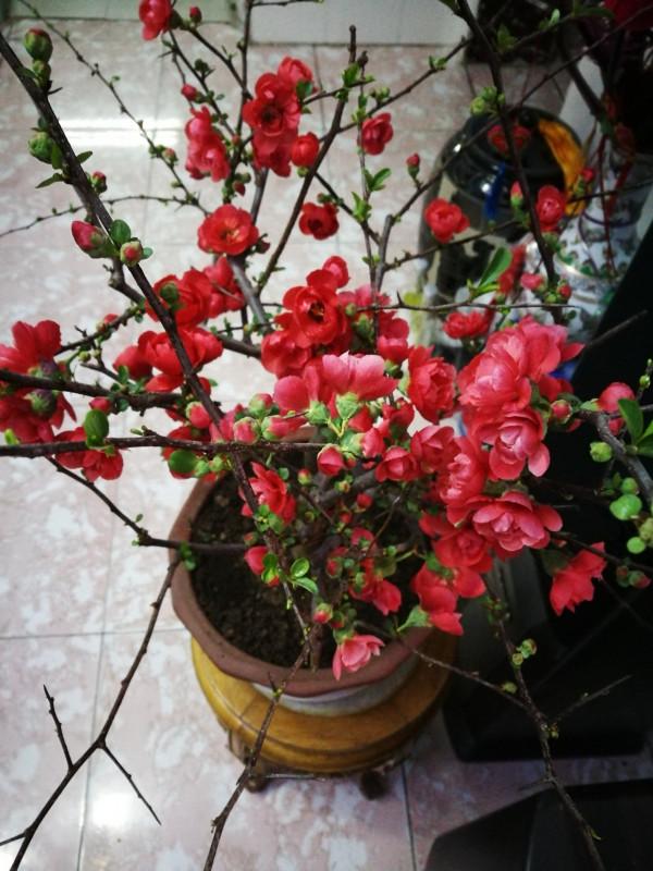 “壽命長”的11種花，好養寓意好，越養越值錢