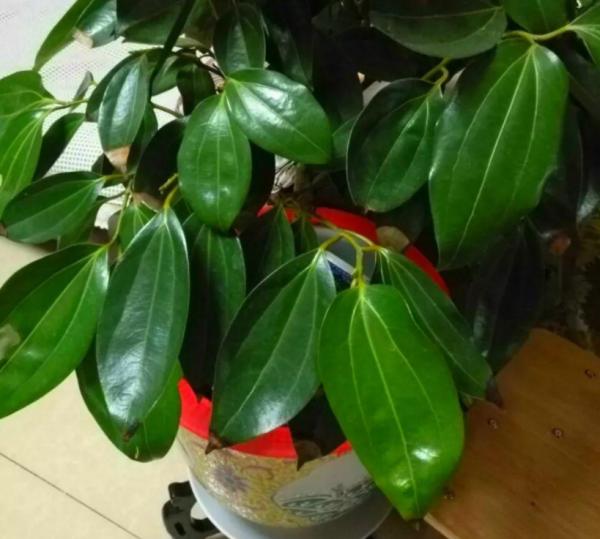 室內盆栽種樹選這3樣,枝葉繁茂,四季常青,寓意好 室內盆栽種樹選這3樣,枝葉繁茂,四季常青,寓意好