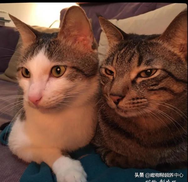 工作時被貓咪包圍,夾縫中生存,網友打趣:摸到電腦就不錯了 工作時被貓咪包圍,夾縫中生存,網友打趣:摸到電腦就不錯了