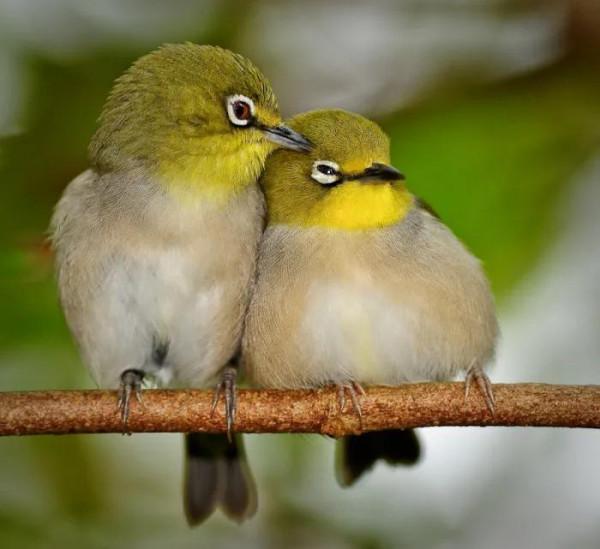 62對愛情鳥大比拼欣賞