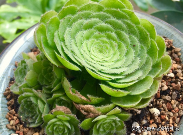 多肉姬明鏡和明鏡,前者是法師中的小可愛,而後者神似麥田怪圈 多肉姬明鏡和明鏡,前者是法師中的小可愛,而後者神似麥田怪圈