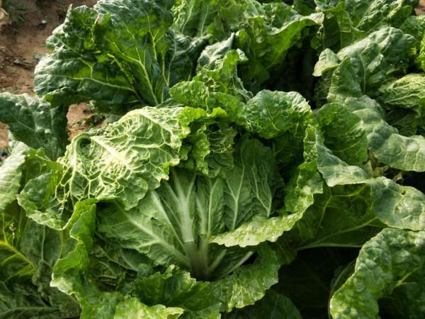 白菜軟腐病難防治，做好3個方面，白菜產量高，爛葉少