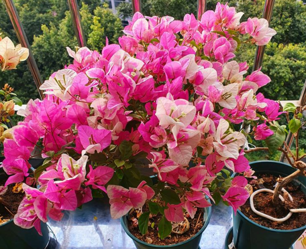 冬季養著開花植物，保證做好3點，提高開花質量，開花大又多