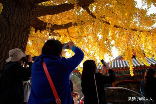 北京中山公園迎來銀杏觀賞期