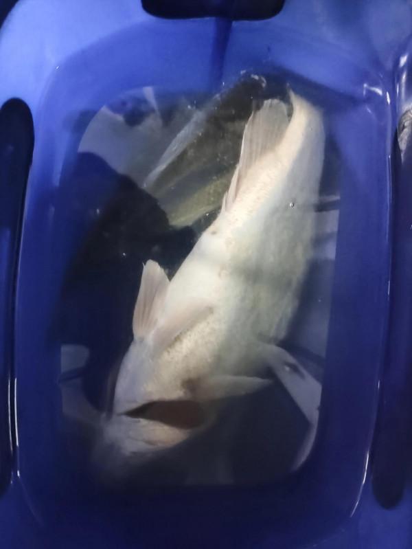 野釣？上大貨？