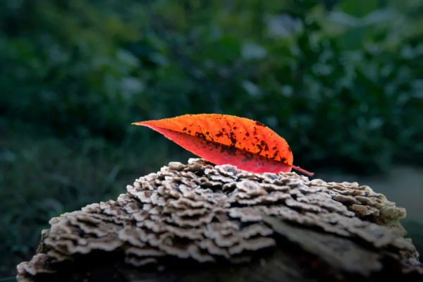 就算為了愛情,也要來赤山看紅葉,源於一個古老的傳說! 就算為了愛情,也要來赤山看紅葉,源於一個古老的傳說!