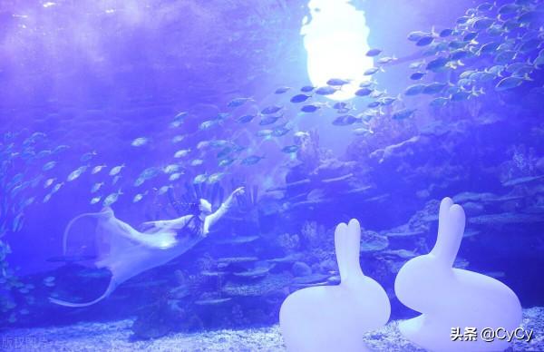95後留英女孩水下演繹“嫦娥奔月”迎中秋 95後留英女孩水下演繹“嫦娥奔月”迎中秋
