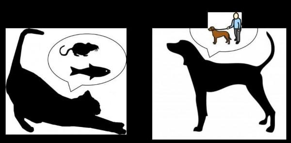 從科學的角度談一談養貓還是養狗 從科學的角度談一談養貓還是養狗