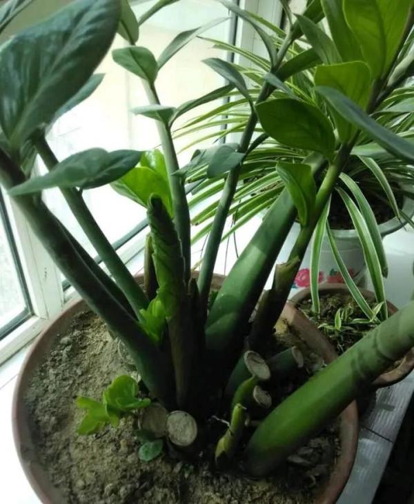 這些花要捨得剪，&OpenCurlyDoubleQuote;舊顏換新貌&rdquo;，越剪葉子越綠