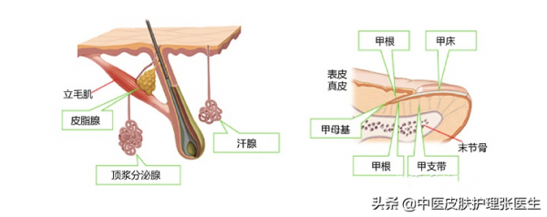 護膚從瞭解面板生物學結構開始 護膚從瞭解面板生物學結構開始