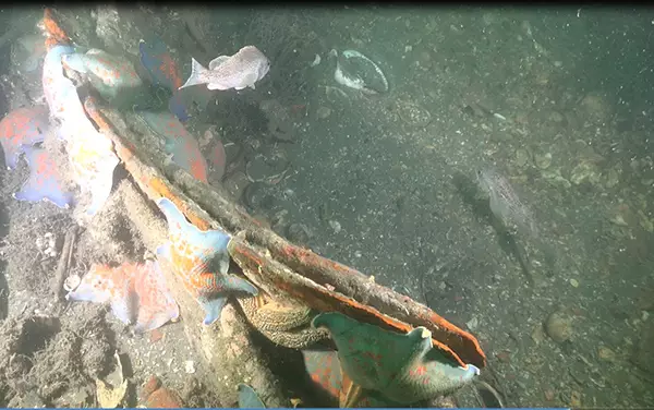 新加坡海域古沉船發現大批元青花