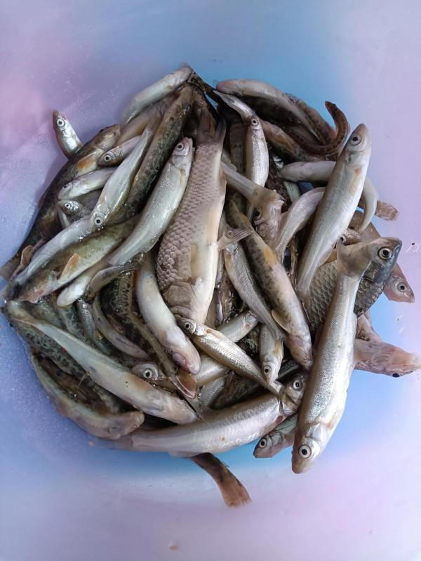 又是一年釣魚季