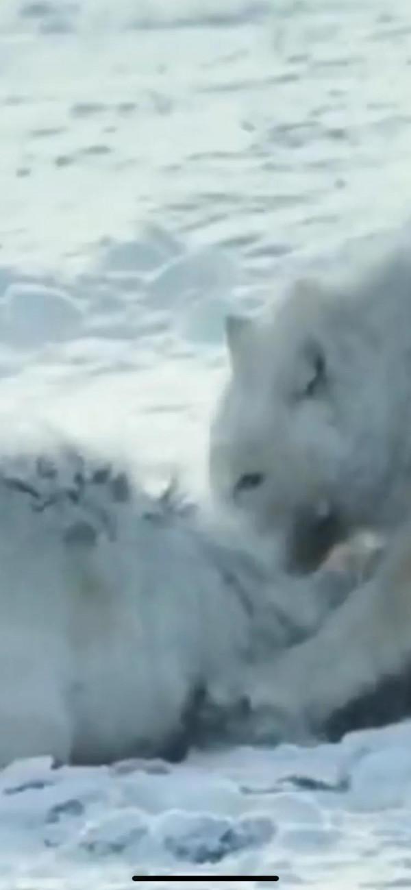 動物星球！/姐妹情深！/北極狼的愛恨情仇