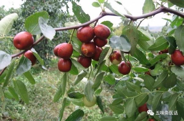 藥食同功法於象-大棗