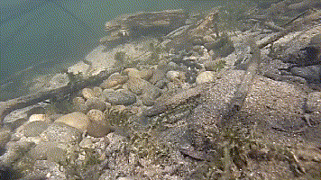 五花八門的軟蟲釣組，你知道高手們都是怎麼用的嗎？