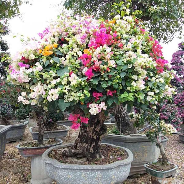 6種&OpenCurlyDoubleQuote;皮實花&rdquo;，管得越少越愛長，養成&OpenCurlyDoubleQuote;大花樹&rdquo;，高檔又貴氣