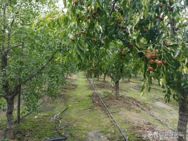 俗話說：“果樹割一刀，產量翻倍高”，是何道理？啥時候割好？