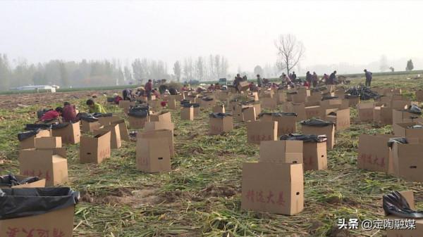 返鄉創業做“姜”軍,看定陶這位小夥的致富路 返鄉創業做“姜”軍,看定陶這位小夥的致富路