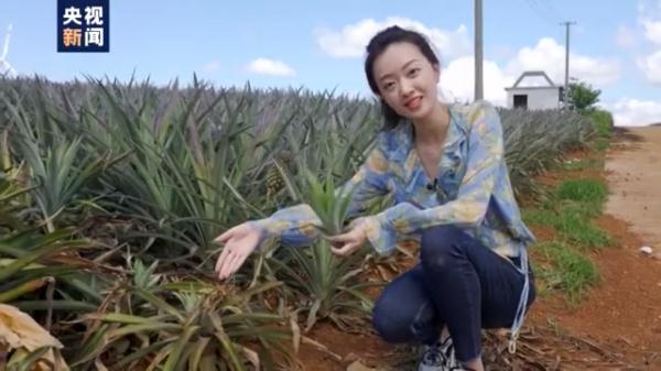 愛吃菠蘿的你不要錯過！打卡中國大陸最南端：“大陸之角”有片“菠蘿的海”