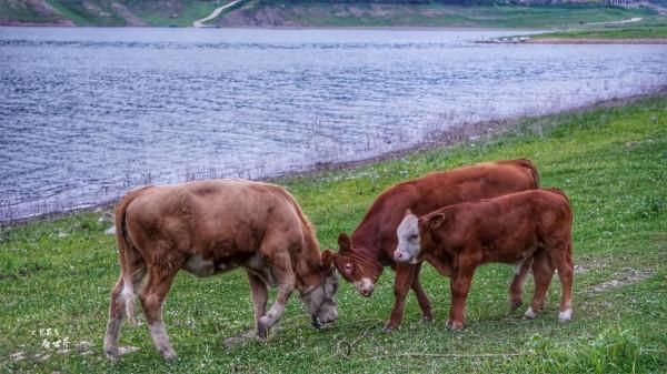 丹東綠江村是鴨綠江畔的秘境,攝影師蜂擁而至,去的路上就美翻了 丹東綠江村是鴨綠江畔的秘境,攝影師蜂擁而至,去的路上就美翻了