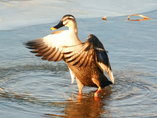 寒冬中 錫伯河上的它們何去何從? 寒冬中 錫伯河上的它們何去何從?