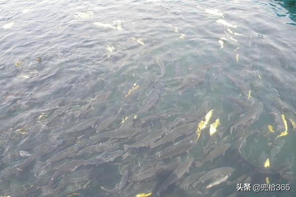 四川一男子在家裡養魚取樂，一夜之間全不見了，“真兇”大有來頭